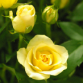 Rosa Sunny Ilse